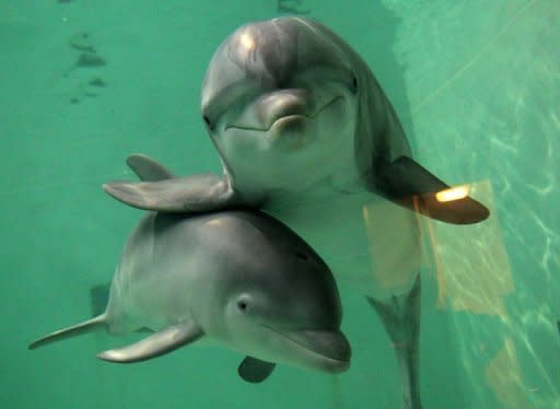 File photo shows a baby bottlenose dolphin and her mother. As the polar ice cap melts, humans are leaving an ever bigger sound footprint as they stake out new shipping routes and look for oil and gas