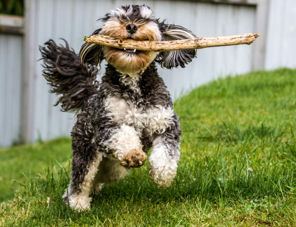 Das perfekte Praktikum für echte Hundeliebhaber. (Symbolbild: Getty Images)