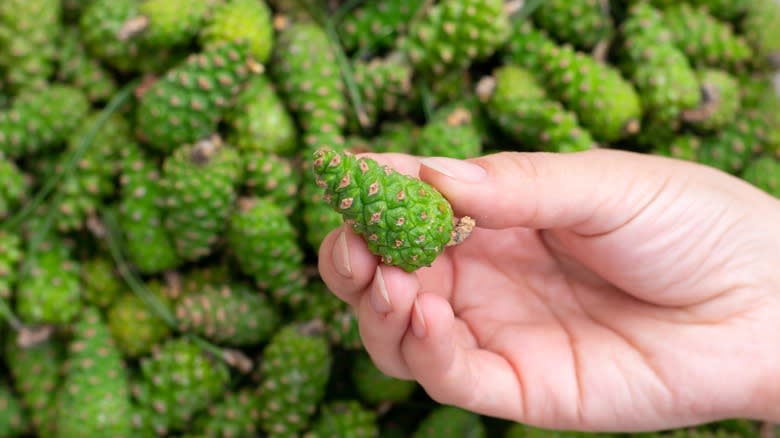 Small green pine cones