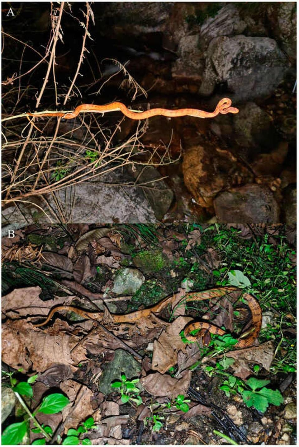 Two Pareas guanyinshanensis, or Guanyinshan slug-eating snakes, in their natural habitat.