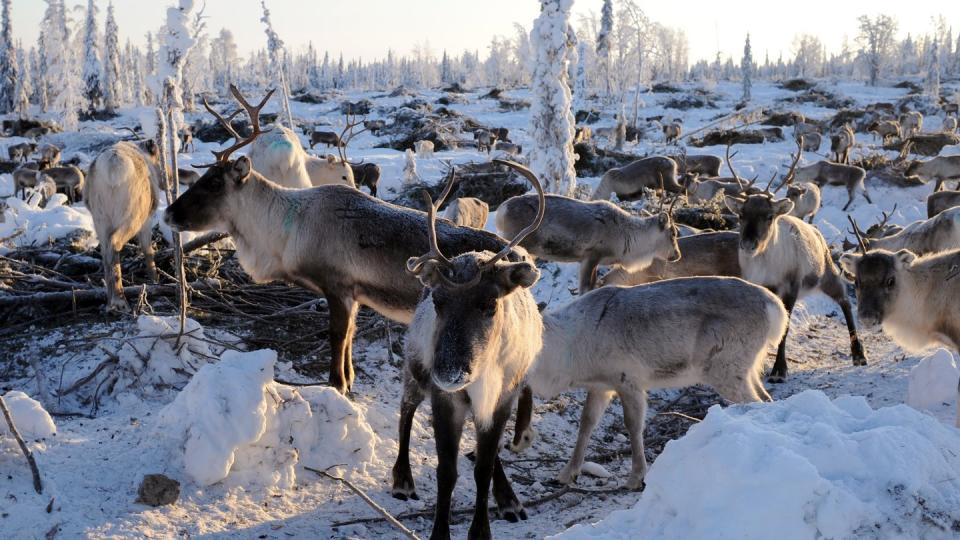 In der norwegischen Hochebene Hardangervidda ist bei einem Rentier die Prionenerkrankung Chronic Wasting Disease festgestellt worden - der erste Fall von CWD in Norwegen seit dem Winter 2017/2018 (Archiv).