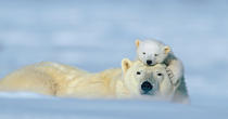 Polar bears moms may nurse their cubs for as long as three years. (Photo by Norbert Rosing/National Geographic Stock/National Geographic)