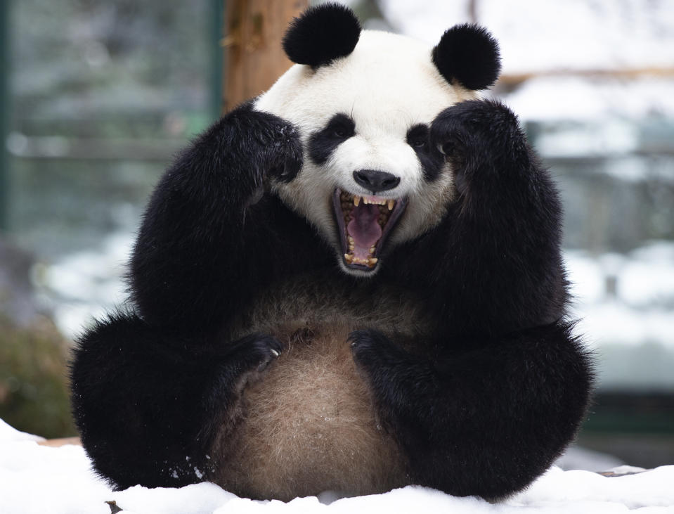A panda plays in fresh snow at a zoo in Nanjing in eastern China’s Jiangsu province Tuesday, Feb. 8, 2022. (Chinatopix Via AP)