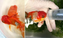 Nemo The Goldfish Has Huge Tumour Removed In £200 Operation