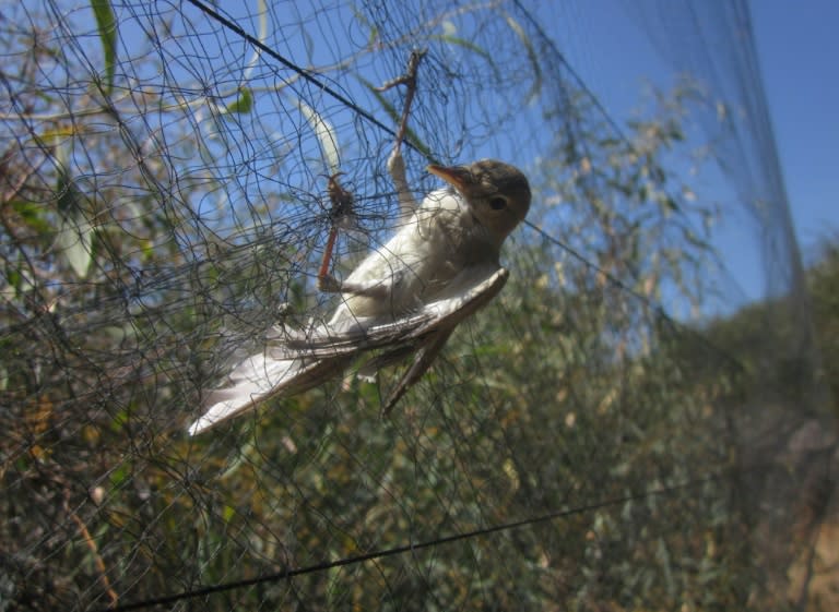 An Olivaceous Warbler is caught in a mist net put up by illegal trappers on Cyprus, among some two million birds killed on the island each year