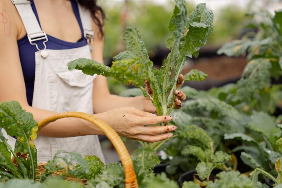 Woman harvesting kale