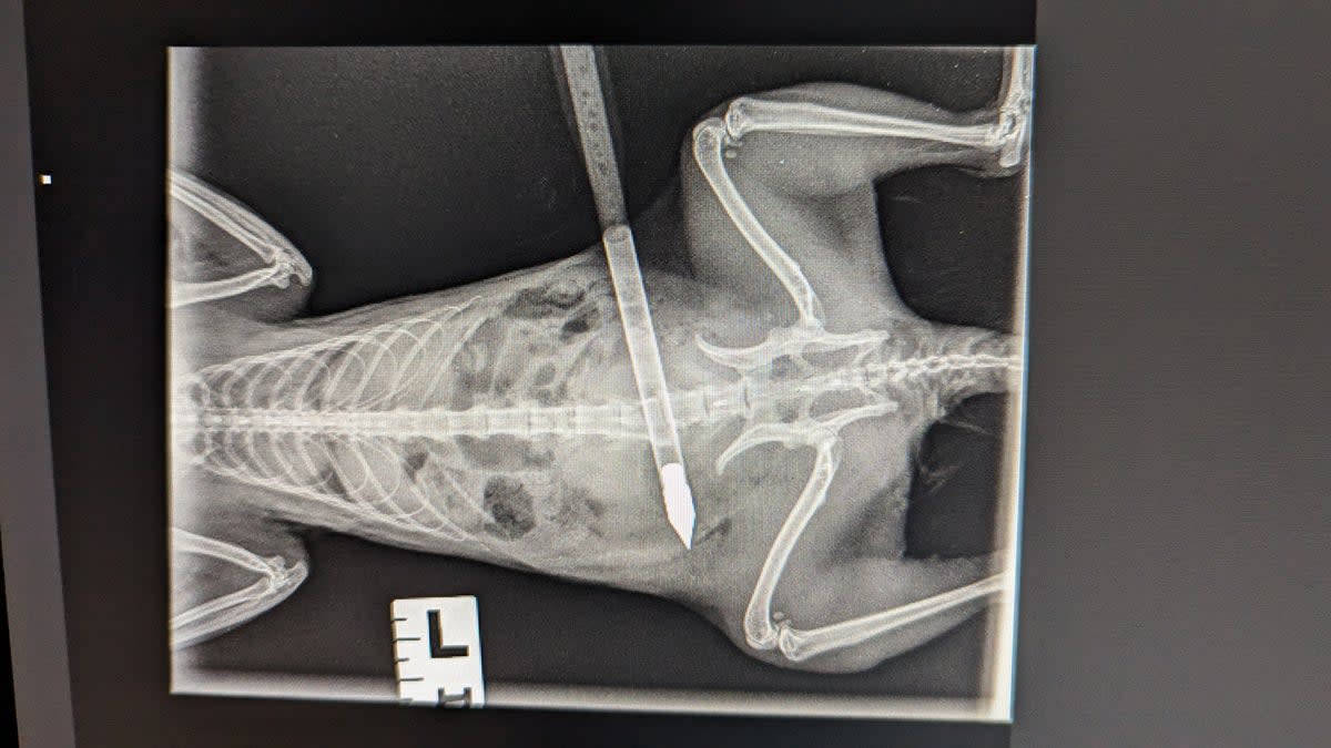 An X-ray of a squirrel shot with a crossbow (RSPCA)