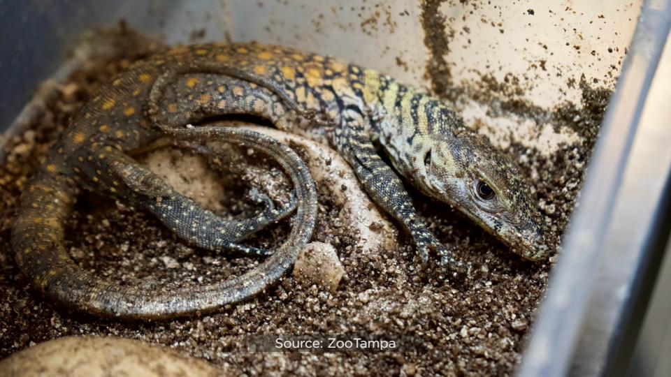 For the first time ever, ZooTampa at Lowry Park hatched endangered Komodo dragons.