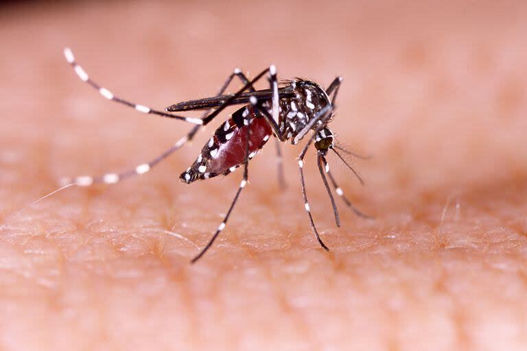 En la literatura científica hay poco escrito sobre el dengue congénito en Sudamérica