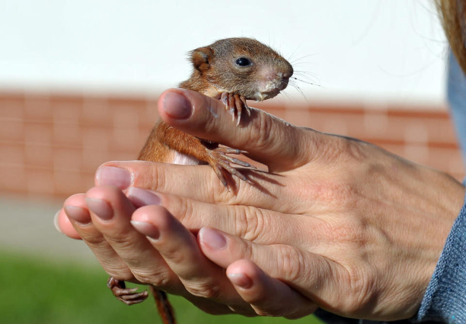 Little squirrels in Szczecin