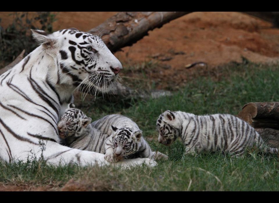 Khushi, a white tigress, rests with her newborn cubs at the state zoological park in Gauhati, India, Saturday, Feb. 11, 2012. Khush gave birth to three cubs on Jan. 6. (AP Photo/Anupam Nath)