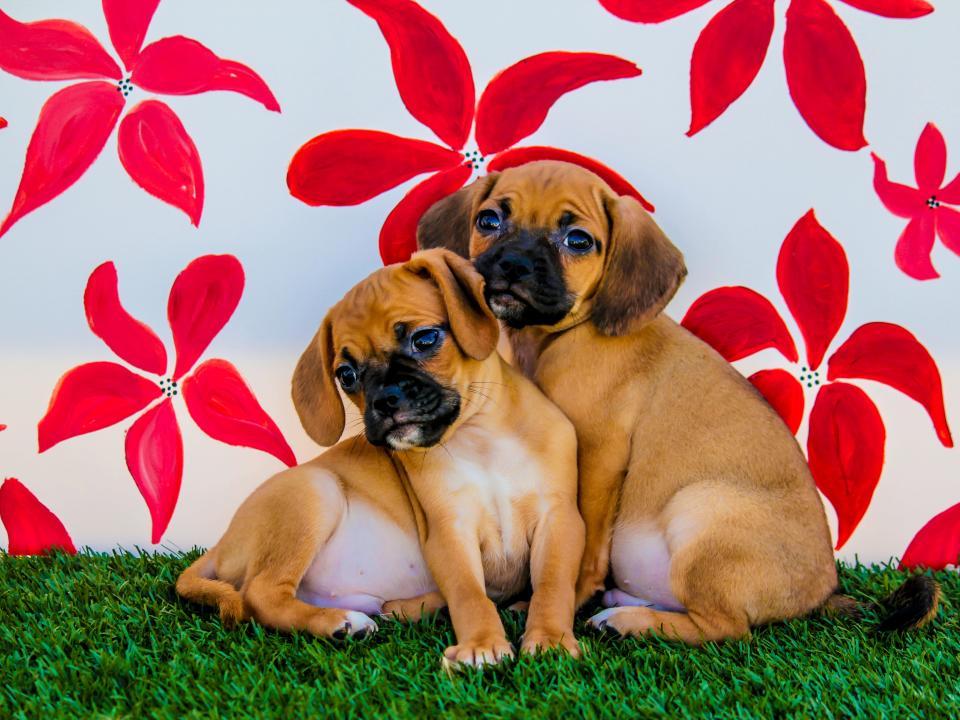 Two puggles cuddling.