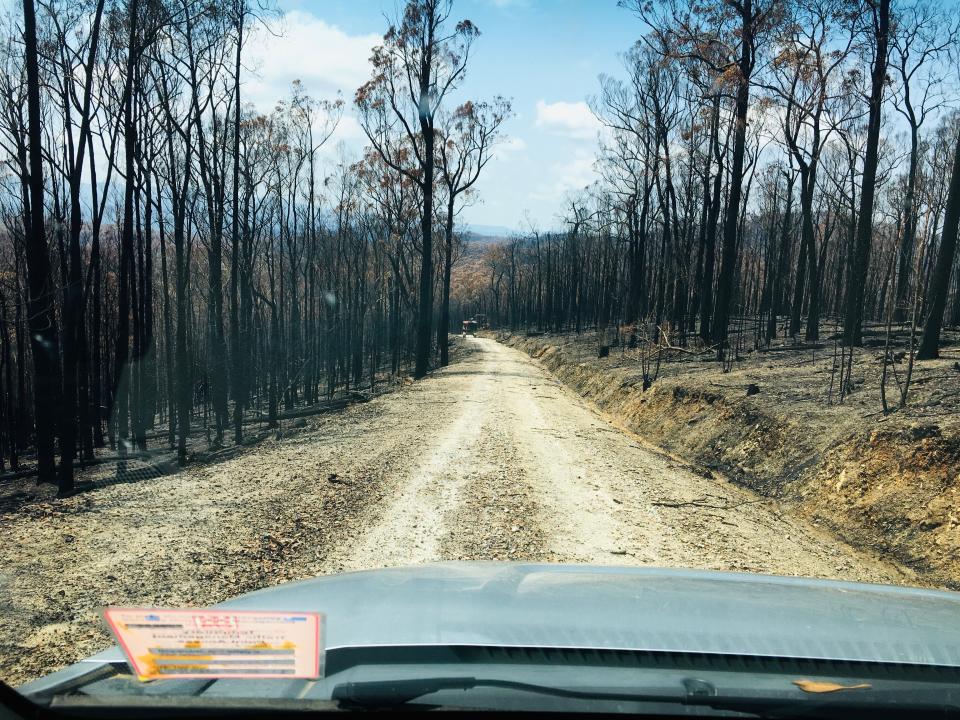 Shot through the windscreen, a road runs through a burnt out forest in East Gippsland