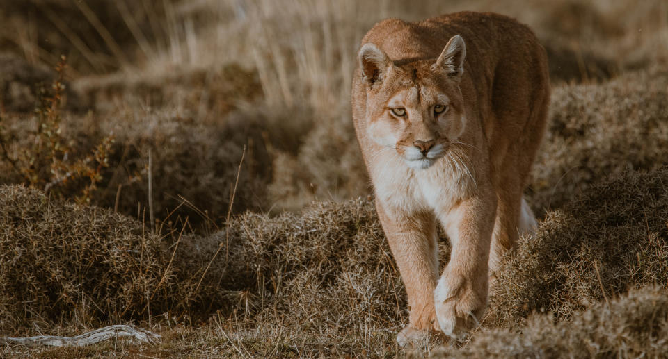 Photo of a mountain lion taken in Torres Del Paine, Chile. Source: Getty Images 