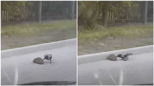 怪鳥送刺蝟過馬路。（圖／翻攝自YouTube）