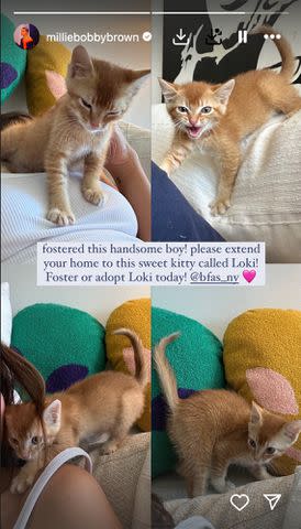 <p>Millie Bobby Brown/Instagram</p> Brown posted photos of her new fostered kitten Loki on Instagram on May 24