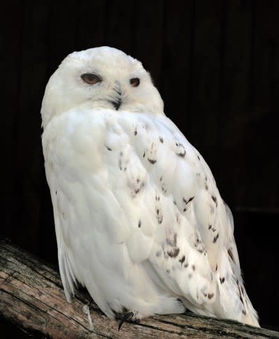 《哈利波特》中的寵物「嘿美」是雪鴞。（圖/Michael Gäbler@wikipediaCCBYSA3.0）