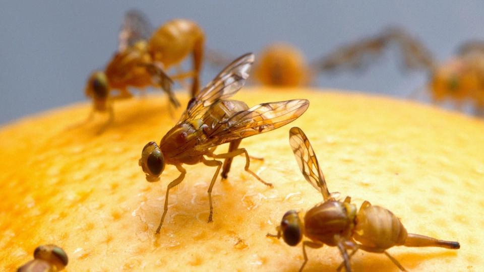 A single female fruit fly can lay 500 eggs in her very short lifetime — one week.