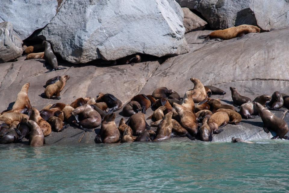 Sea lions chilling on a sunny day in Skagway (Radhika Aligh)
