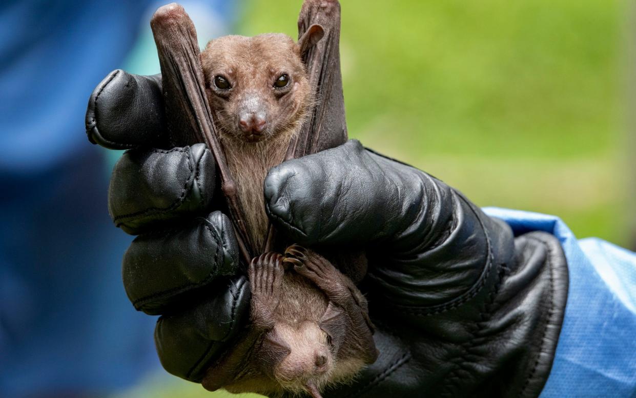 A fruit bat captured by CDC scientists Brian Amman and Jonathan Towner in Queen Elizabeth National Park - Bonnie Jo Mount/The Washington Post via Getty Images
