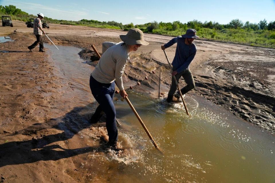 Fish biologists work to rescue the endangered Rio Grande silvery minnows from pools of water in the dry Rio Grande riverbed Tuesday, July 26, 2022, in Albuquerque, N.M. For the first time in four decades, the river went dry and habitat for the endangered silvery minnow — a shimmery, pinky-sized native fish — went with it.