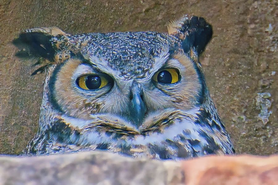 Athena, the great horned owl at the Lady Bird Johnson Wildflower Center (Courtesy: Bill J. Boyd)