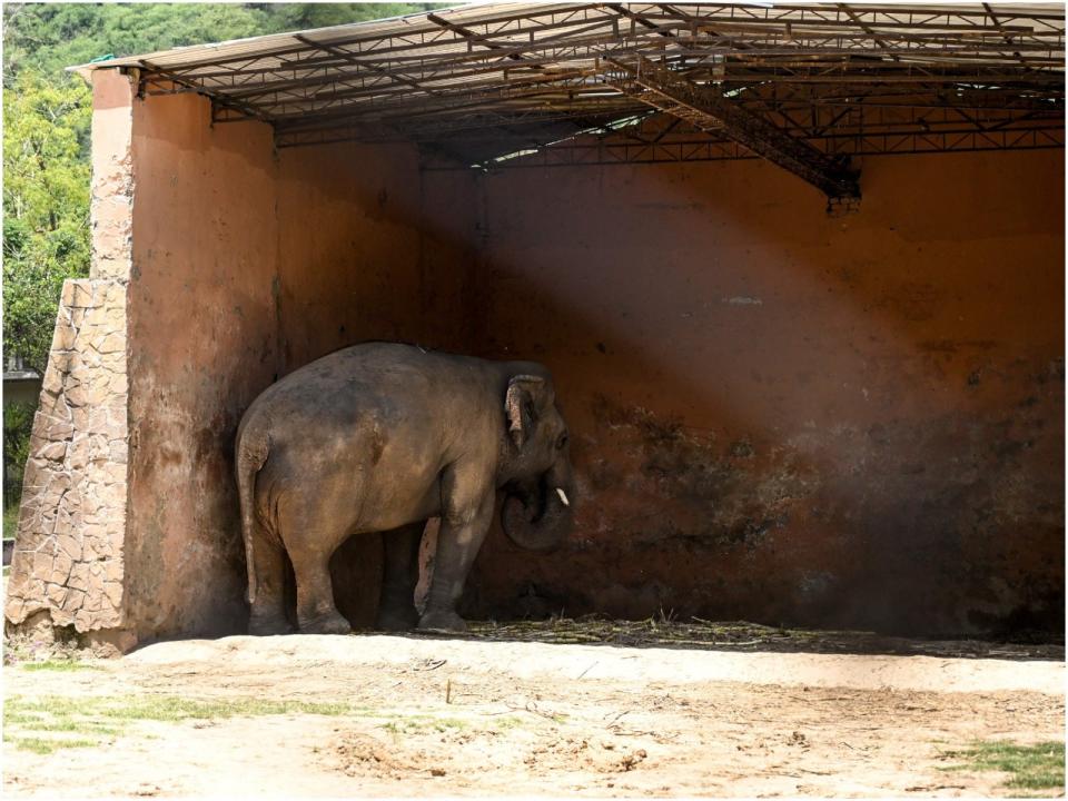 Kaavan world's loneliest elephant