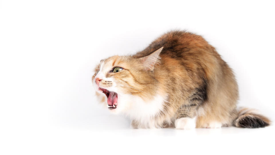 cat coughing