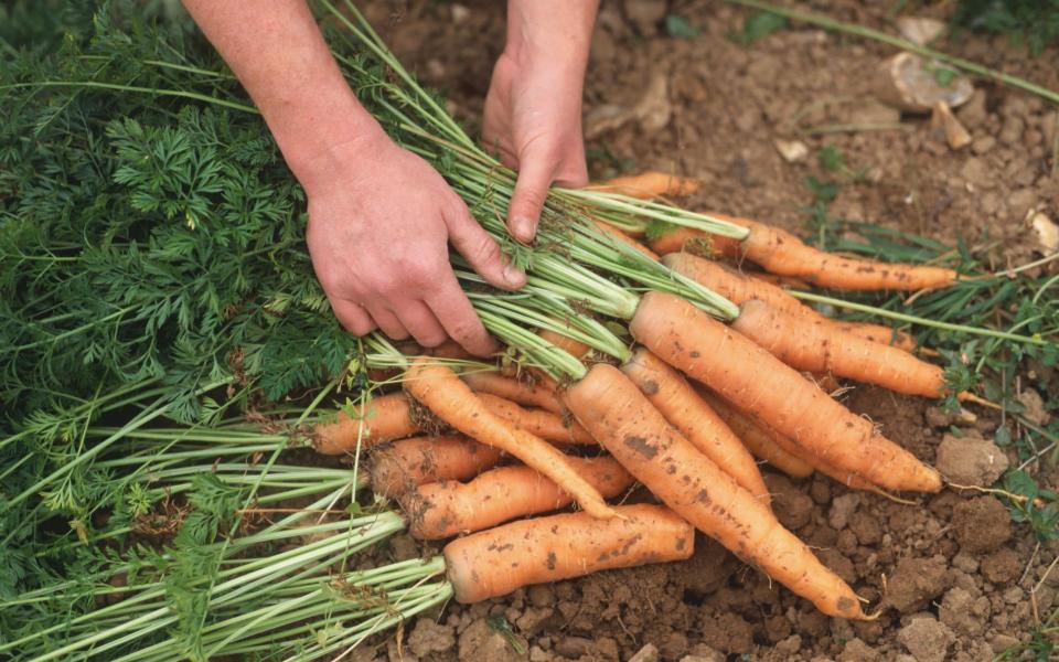 Hands holding freshly pulled carrots -  Dorling Kindersley ltd / Alamy Stock Photo