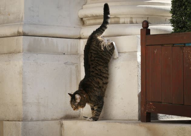 Freya, Larry's temporary co-mouser, in 2014. (Photo: Peter Macdiarmid/Getty Images)