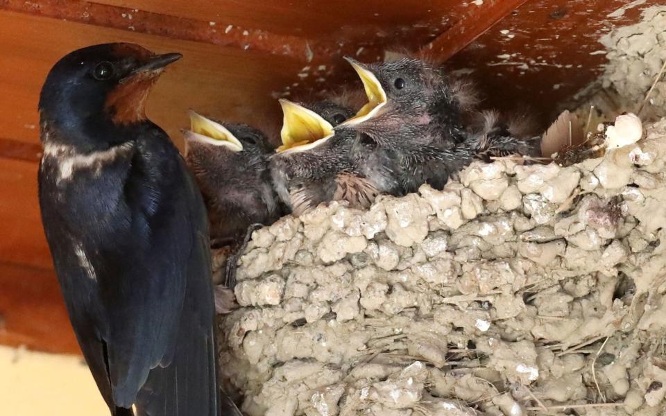 A swallow mother feeds her four young ones on the nest of a house terrace in Nicosia, Cyprus - SHUTTERSTOCK