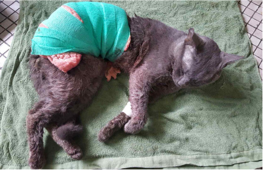 The severely injured pet cat succumbed to its injuries. PHOTO: AVA)