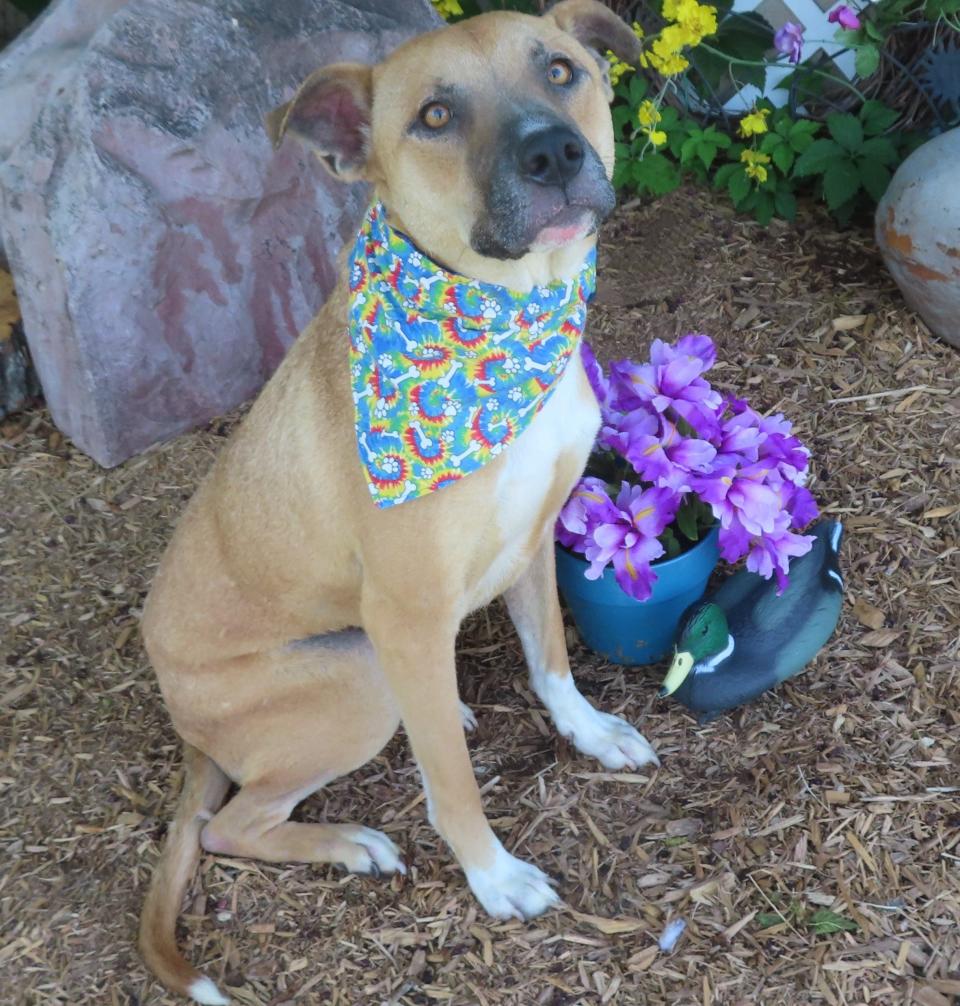 Taz, ID #405259, came into the shelter on April 25. He was adopted from the shelter over a year ago. His family is no longer able to care for him. Taz, a friendly 2-year-old, 56-pound pit bull terrier mix, likes cats and dogs, and he is housebroken. If you hang a bell on the back door, he will knock it when he needs to go outside. Taz knows the basic commands. He will be a joy to have in any dog-loving home. Until overcrowding gets under control, adoption fees are waived for all dogs, no matter their size. To meet Taz, go to the Oklahoma City Animal Shelter at 2811 SE 29 between noon and 5 p.m. Tuesday through Saturday. Go online to www.okc.gov or www.okc.petfinder.com to see all the cats and dogs available for adoption. The shelter is in need of blankets, comforters, and towels.