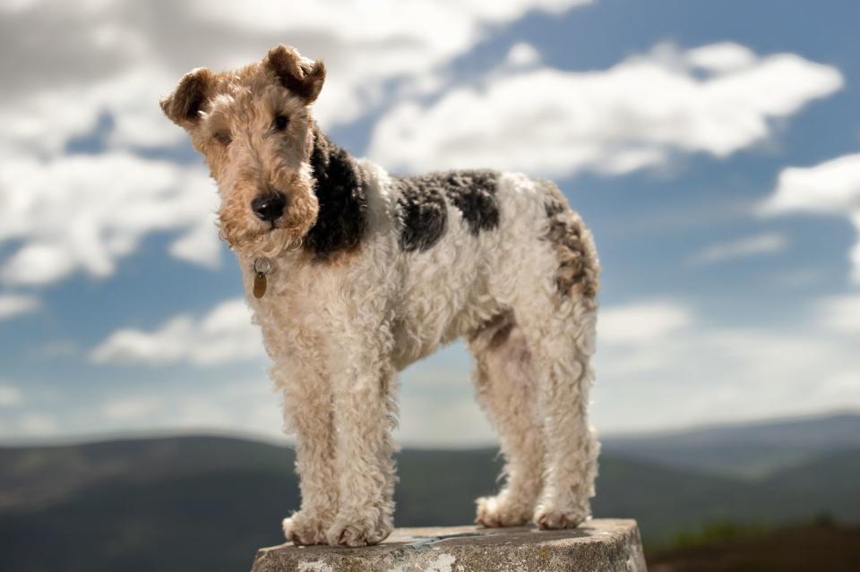 wire fox terrier on a hilltop pedestal smallest dog breeds