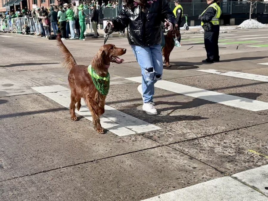 Coloradans grabbed their green and gathered in the Five Points neighborhood of Denver for the 62nd annual St. Patrick's Day parade on March 16, 2024.