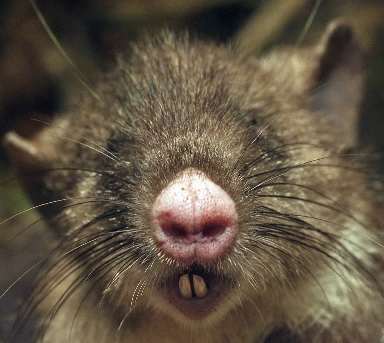 The hog-nosed rat pictured in a photograph released by Australia's Museum Victoria on October 6, 2015