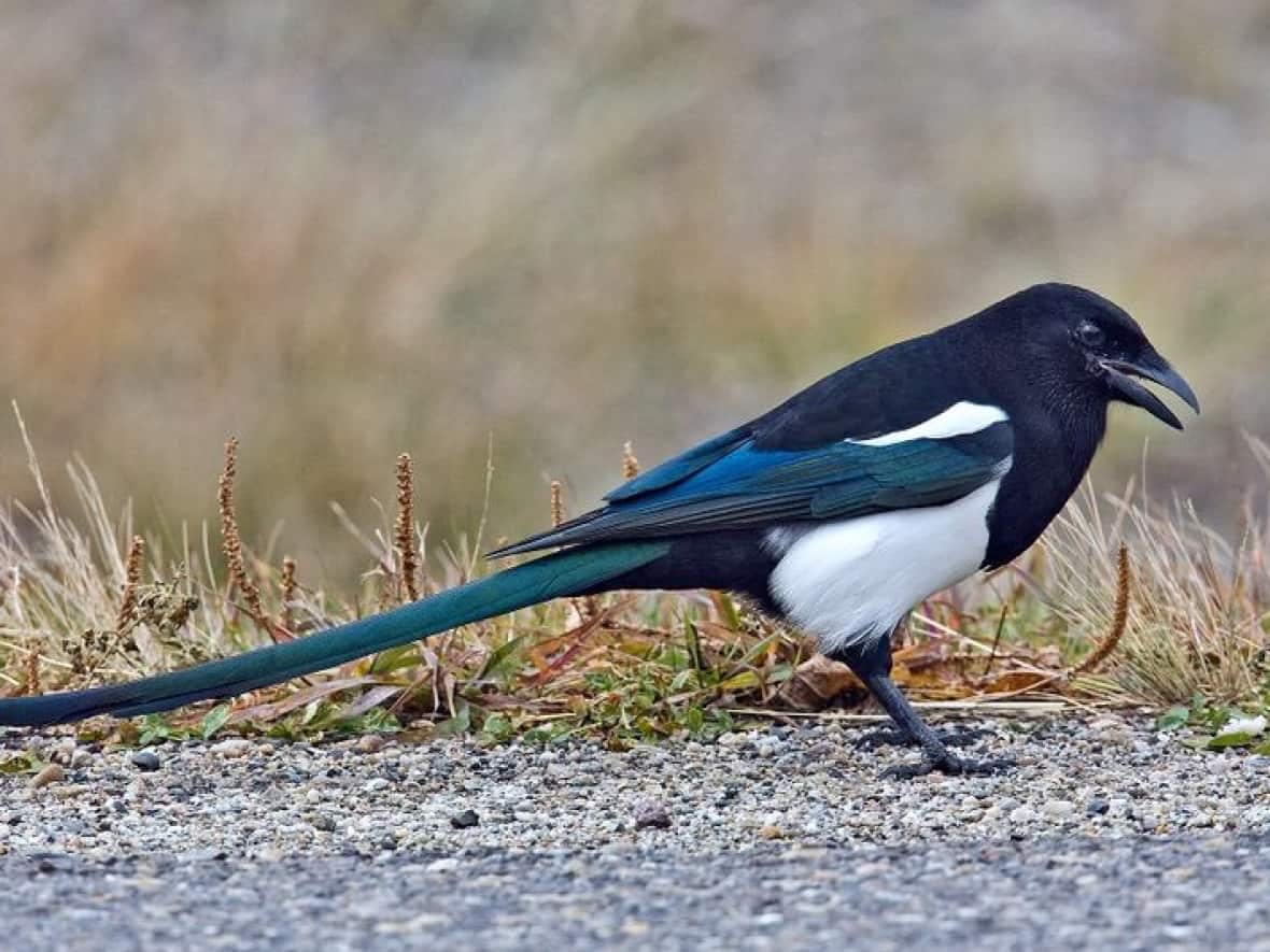 Magpies are a common sight in Calgary but some find their constant squawking not so endearing. (Creative Commons - image credit)