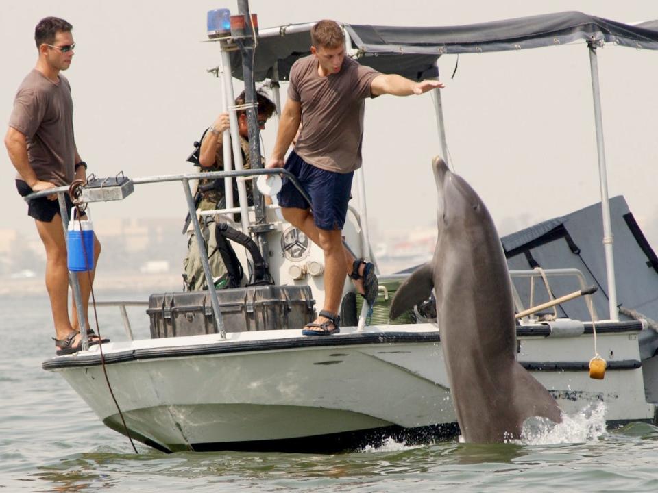 Navy marine mammal dolphin Persian Gulf