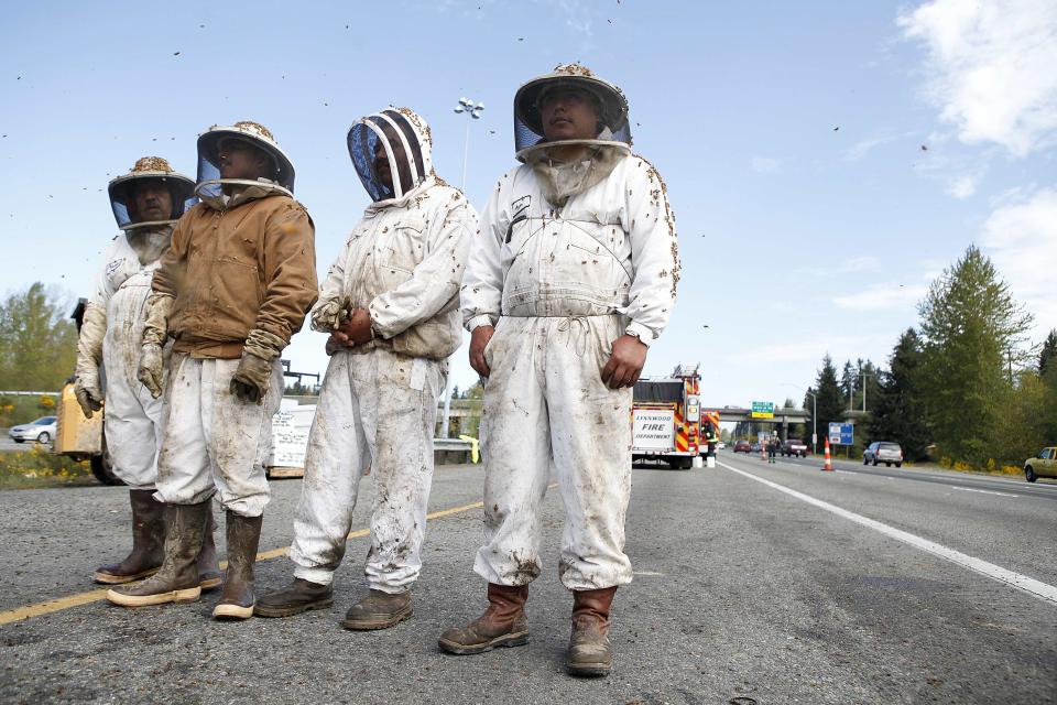 Beekeepers wait to start clearing out the scene of semi-trailer truck that overturned with a cargo of bees on a highway in Lynnwood, Washington April 17, 2015. A truck carrying millions of honey bees overturned on a freeway north of Seattle on Friday, creating a massive traffic jam as the swarming insects stung firefighters, officials said. (REUTERS/Ian Terry)