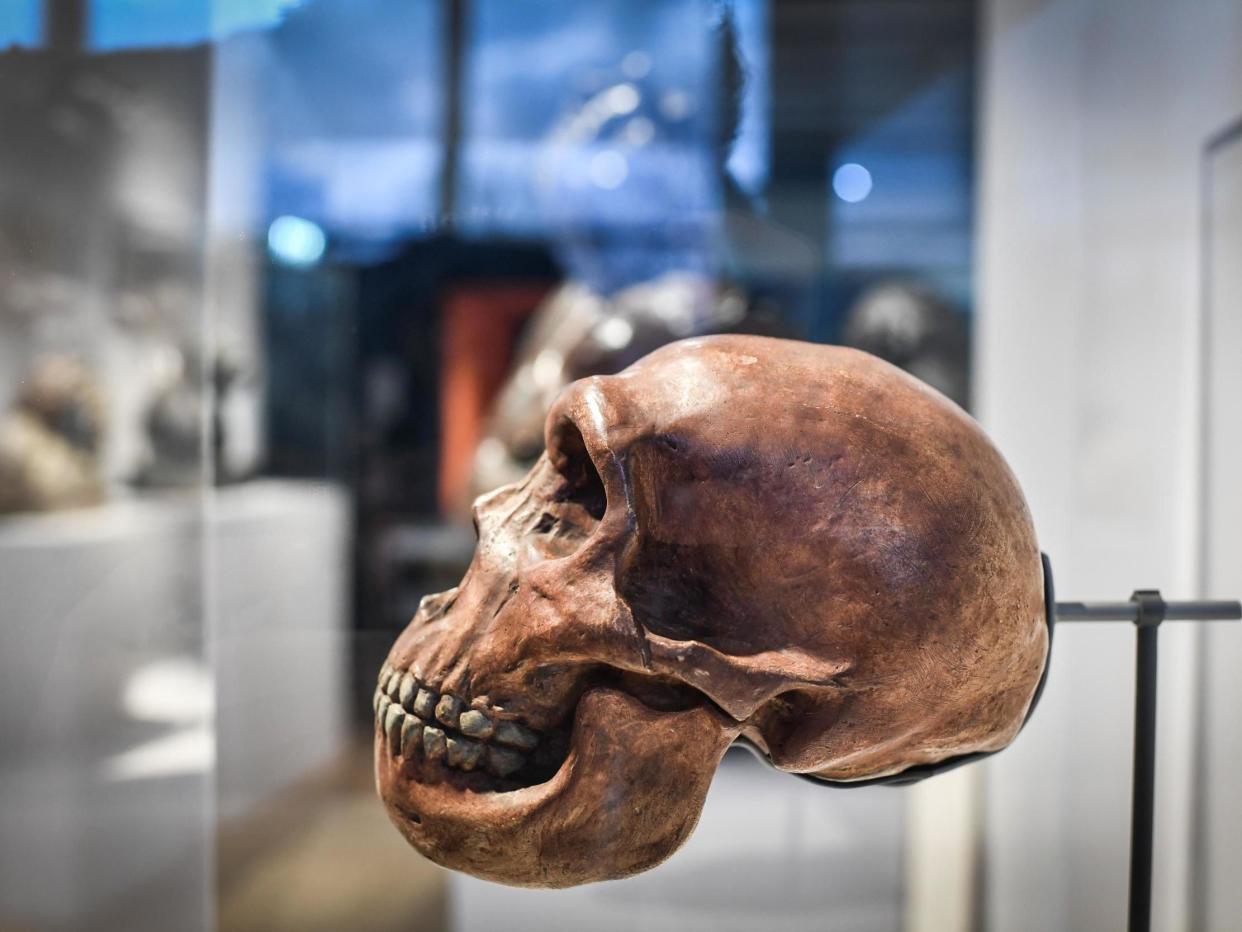 A skull is displayed as part of the Neanderthal exhibition at the Musee de l'Homme in Paris: Stephane de Sakutin / AFP via Getty Images