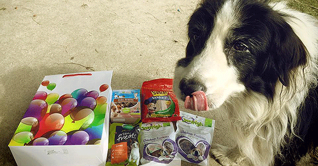 Blaze celebrated his 12th birthday just days before he passed away.