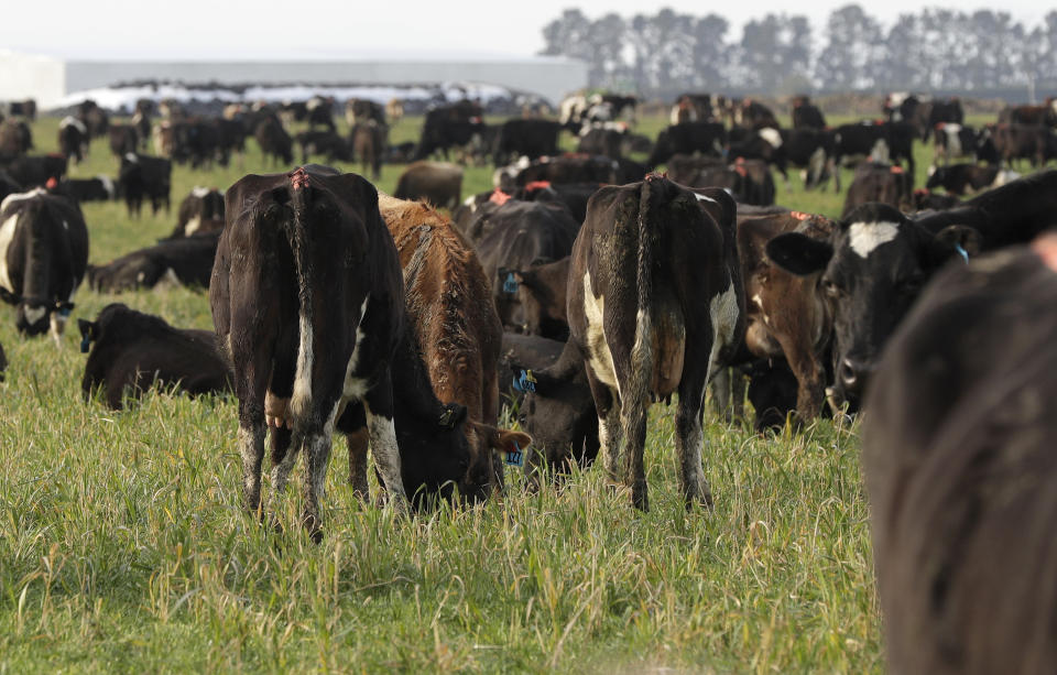 In this Sept. 12, 2018, photo, dairy cows graze on a farm near Darfield outside Christchurch, New Zealand. New Zealand's largest company, which sells dairy products, said Thursday, Sept. 13, it will completely review its business investments after a disastrous financial year saw it post its first-ever loss.(AP Photo/Mark Baker)