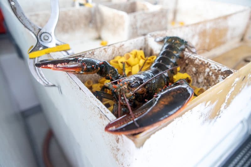 North Atlantic right whales and lobstermen entangled, could on-demand fishing gear help