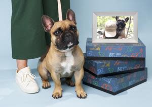Aura releases the new Aura Buddy - a special-edition smart photo frame to honor our beloved pets.