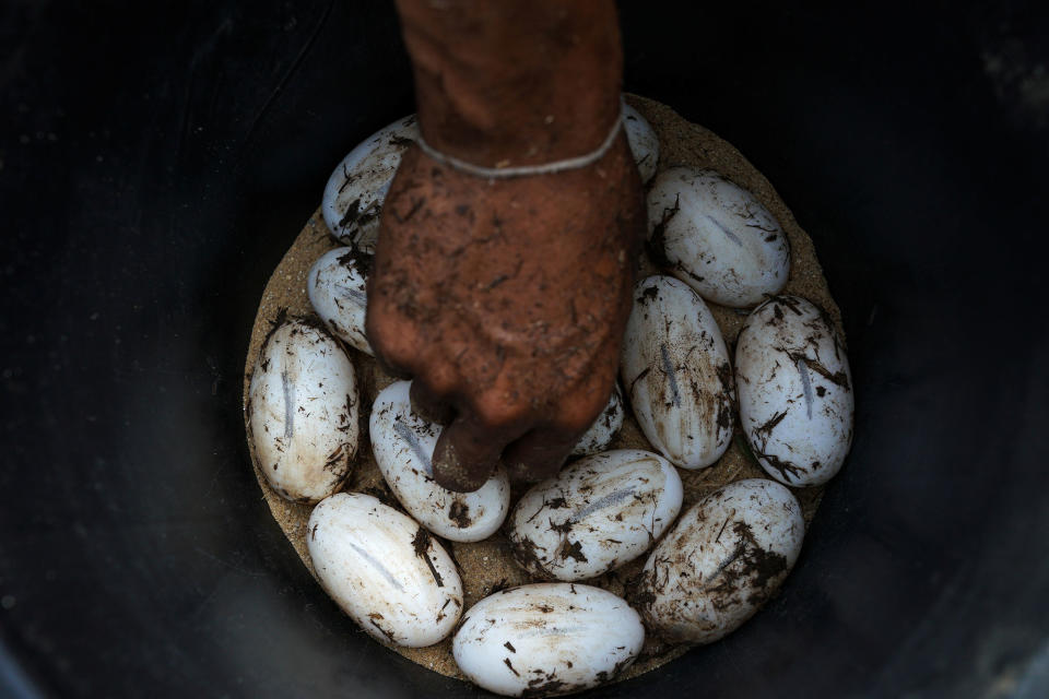 A worker collects eggs