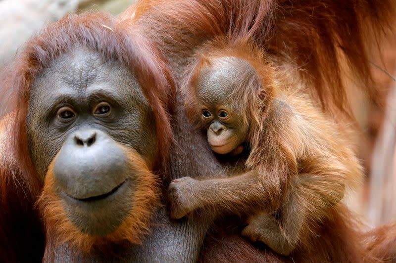 FILE PHOTO: An eleven-day-old baby male Bornean orangutan is held by his mother Suli at Bioparc Fuengirola in Fuengirola