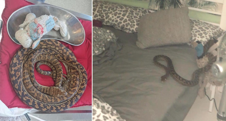 The Queensland mother watched the python swallow her daughter’s soft toy, whole. Source: Marlin Coast Veterinary Hospital, Alex Maher