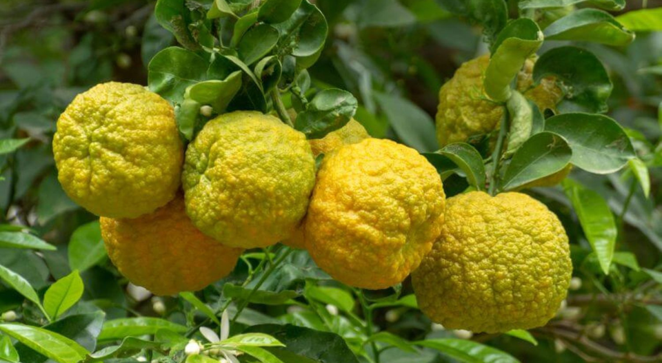 bergamot