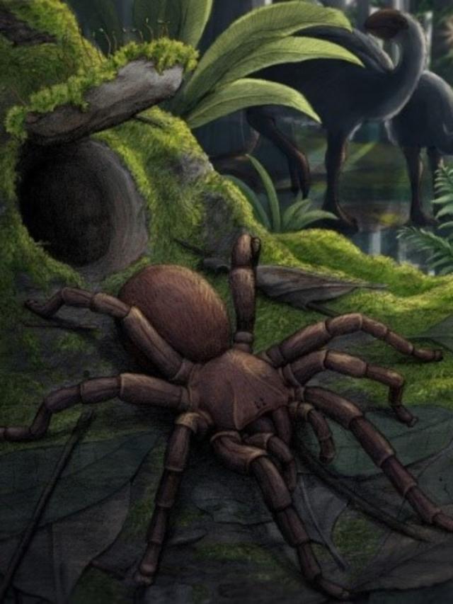 Spiders - The Australian Museum