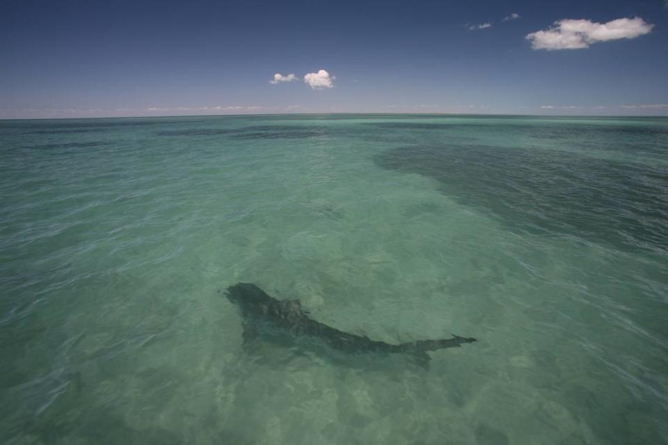 A tiger shark in the waters of Shark Bay in Australia where researchers, including a team from Florida International University, studied sharks’ role in helping the ocean heal.